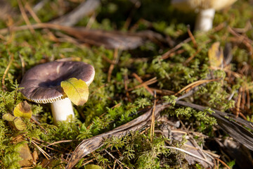 a forest in which different types of mushrooms grow, sunny autumn weather in the forest