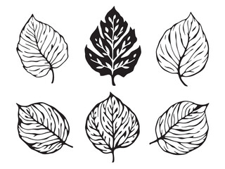 Moringa line art nature's healing power in black and white 