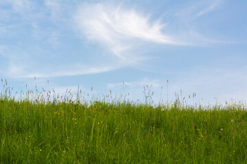 Green grass under the blue sky with clouds. Blue and green in the nature. European landscape