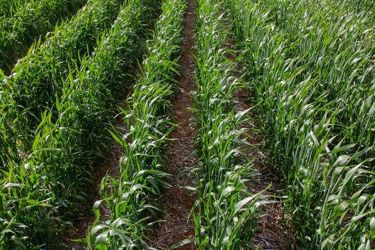 rows of wheat plants in a paddock