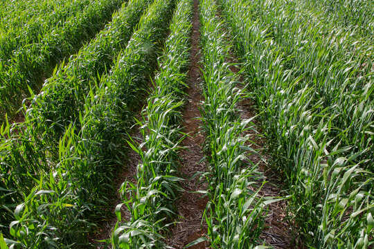 rows of wheat plants in a paddock