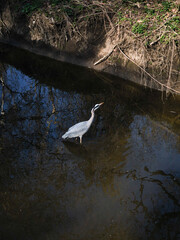 Grey heron wading through canal waters, hunting small prey, mirrored by surrounding forest reflections Nature park Smetanka