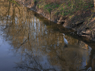 Grey heron wading quietly in a dark river, surrounded by reflections of trees along the riverbank, creating a tranquil scene Nature park Smetanka