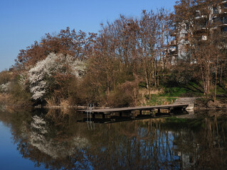 Wooden pier extending into tranquil lake, surrounding blossoming trees under soft blue sky, embodying springtime serenity Nature park Smetanka