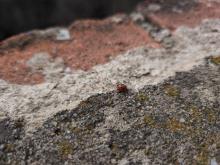 Red orange ladybug crawling on weathered brick wall, navigating rough surface with delicate legs against rustic background