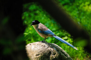 blue tit on branch
