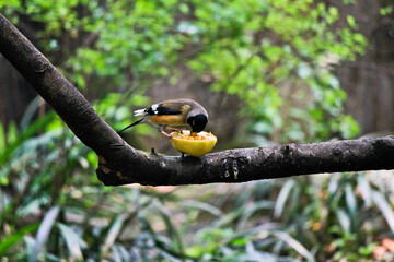 blue tit on branch

