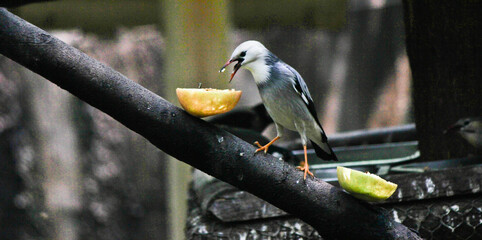 blue tit on branch
