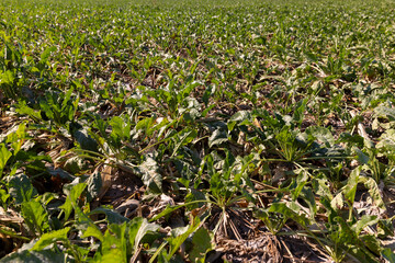 a field with sugar beet for the production of sugar before harvest