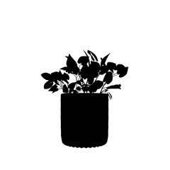 silhouette of a Plant