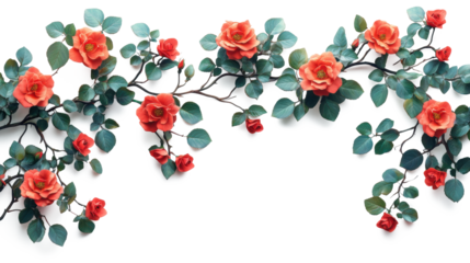 Illustration realistic of Climbing Roses branch paste on top of frame isolate on pure white background,