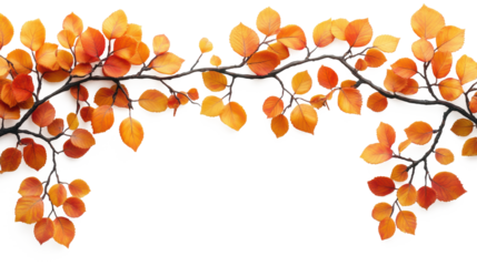 (MIllustration realistic of orange Climbing leaf branch paste on top of frame isolate on pure white background,ultiple values)