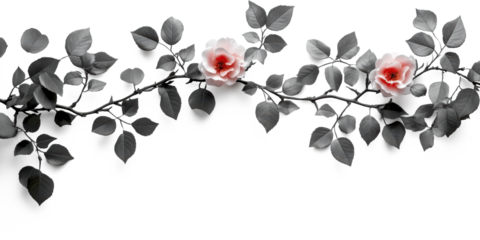 Illustration realistic of black Climbing Roses branch paste on top of frame isolate on pure white background,
