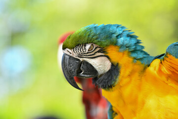 portrait blue and gold macaw free flying parrot.