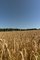 field with a wheat crop in hot summer weather, a monocultural field with yellow and dry ears of...