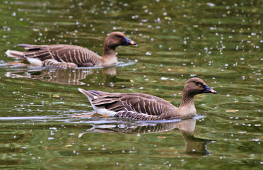 duck on the water