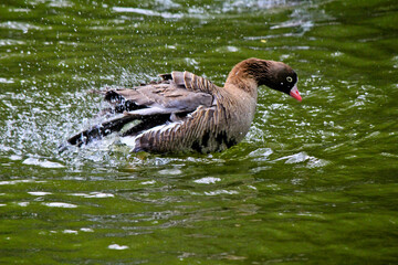 Fototapeta premium duck on the water