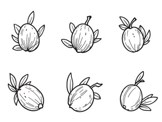 Olives line art detailed sketch of Mediterranean fruit tree branch 