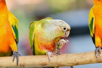portrait green-cheeked conure free flying parrot.