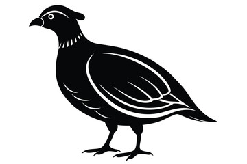 Fototapeta premium Elegant Black Silhouette Partridge Bird Standing Isolated on White Background, Detailed Feathers