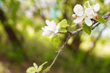 apple branch of a flowering tree. tree in bloom