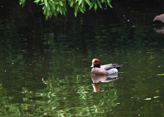 mandarin duck in the water