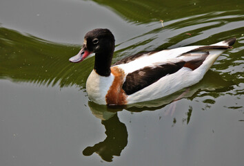 mandarin duck in the water
