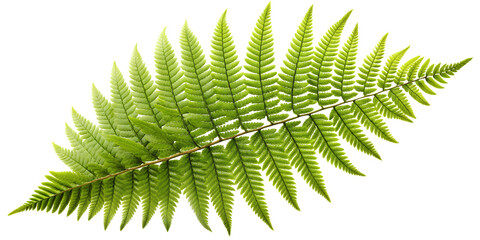 Elegant fern leaf showcases intricate natural design with vibrant green hues  composition, frond, texture, pattern, foliage, plant, nature, detail, arrangement,