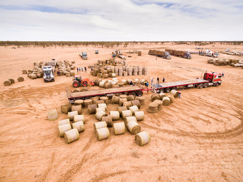 Unloading large hay bales off semi-trailer convoy for drought relief.