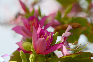 Blossoming pink flowers illuminated by gentle sunlight in a vibrant garden during springtime