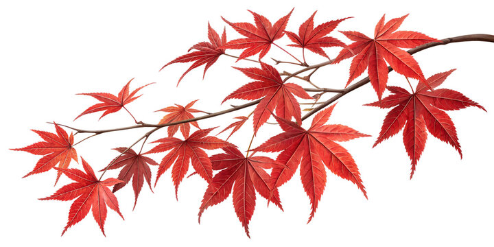 Vibrant red leaves of a Japanese maple branch captured against a clear background transparent, japanese, maple, red, leaves, autumn, foliage, crimson, branch, nature, plant, isolated, 