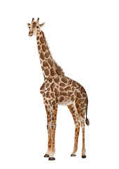 giraffe on a transparent background