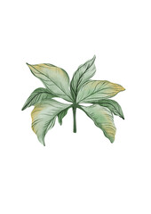 tropical plant on a transparent background