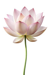 Elegant minimalist lotus flower design with a transparent background for versatile usage , transparent, lotus, flower, minimalist, design, background, elegant, art, clean, aesthetic