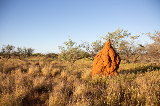 Large termite mound in the Pilbara