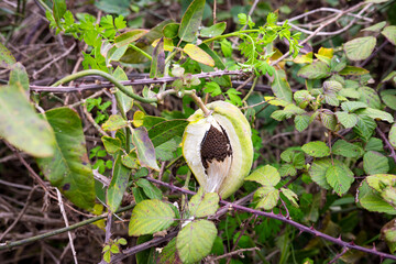 Open milkweed pod with seeds in natural habitat surrounded by green foliage