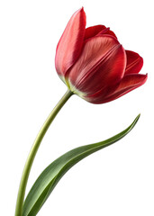 Naklejka premium Bright red tulip in minimalistic composition showcasing natural beauty and elegance transparent, tulip, red, flower, minimalistic, floral, design, nature, elegance, beauty, 