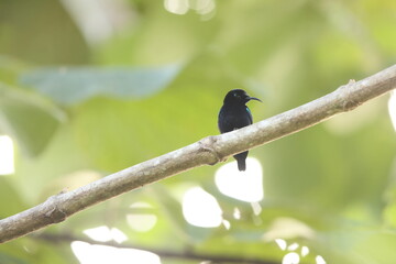 The black sunbird (Leptocoma aspasia cochrani) is a species of bird in the family Nectariniidae. It is found in eastern Indonesia and New Guinea. This photo was taken in Waigeo island, Indonesia.