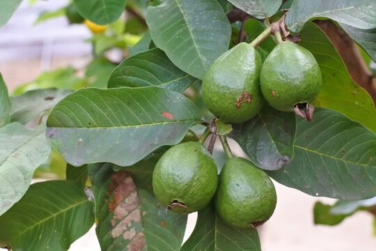 Close up of an unripe guava or Psidium guajava hanging from a tree branch. Jambu Biji