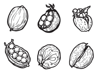 Peas line art organic green vegetable sketch simple clean design 