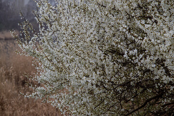 incredible white cherry blossom tree
