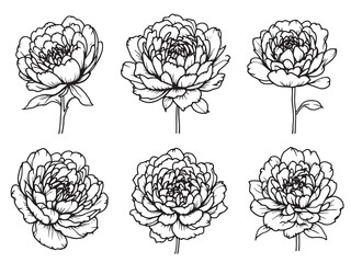 Peony line art flower drawing elegant and simple 