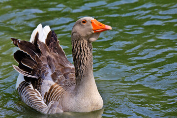 goose on the water