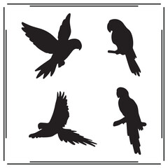 Parrot silhouette, Parrot illustration , Parrot clipart, Parrot vector ,Parrot icon , black Parrot, Parrot illustration on white background, Parrot vector illustration ,