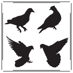 Pigeon silhouette, Pigeon illustration , Pigeon  clipart, Pigeon  vector ,Pigeon  icon , black Pigeon , Pigeon illustration on white background, Pigeon vector illustration ,