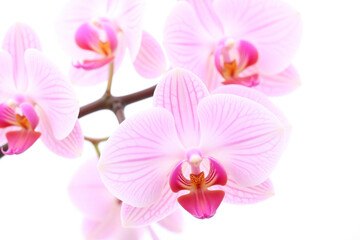 branch of pink orchids on a white background