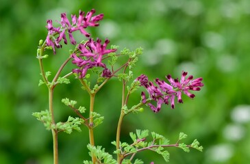 photographs of medicinal herbs and flowers growing in rural areas.