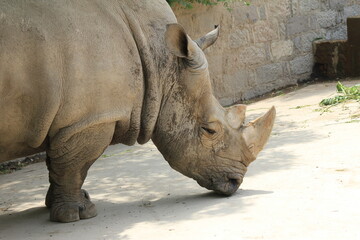 Obraz premium rhino in the zoo