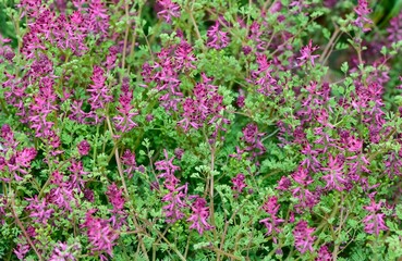Obraz premium photographs of medicinal herbs and flowers growing in rural areas.