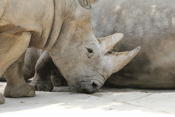 white rhino